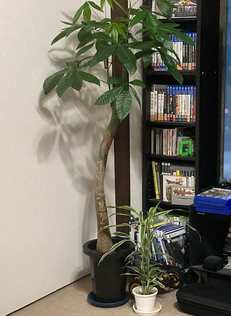 スリムクラブ真栄田、“我が家の新メンバー”を公開！？