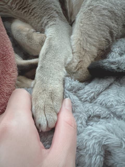 「新手の目覚まし時計だった…？」声優 上坂すみれと猫ちゃんとのエピソードにファンニヤニヤ…