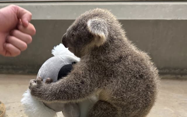 「ぬいぐるみと一緒に体重測定」平川動物公園のコアラ赤ちゃんに反響