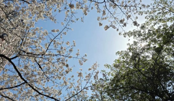 土屋太鳳、恩師・佐々部清監督を偲ぶ桜ショットに想いを込める