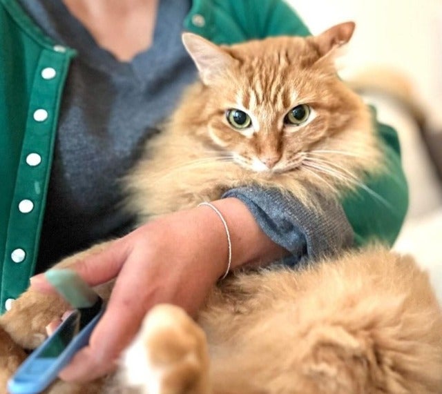 猫沢エミが犯罪心理学系のドラマを観て気分転換！