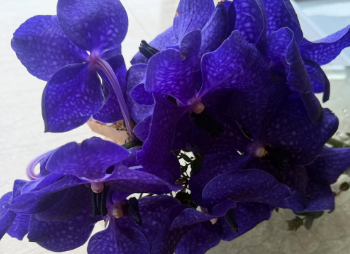 飯島直子、寒波の中ファンに温かいメッセージ 「風邪などひかないようにね」