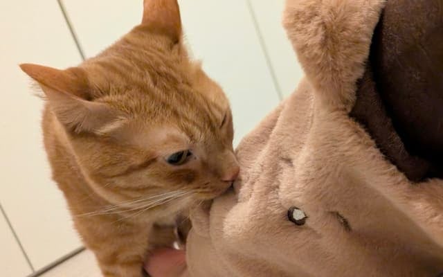「超絶警戒しててかわいい」松丸亮吾が愛猫リドの様子をシェア