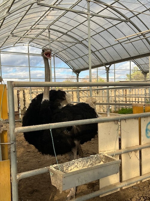 織田信成 ラスト全日本終わりに"即〇〇のロケ" 思わず「なんで？」とツッコミ