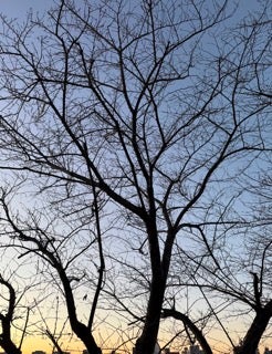 「モチモチの木みたい！」松山ケンイチ、日の出前の美しい写真でファンと『朝』を共有