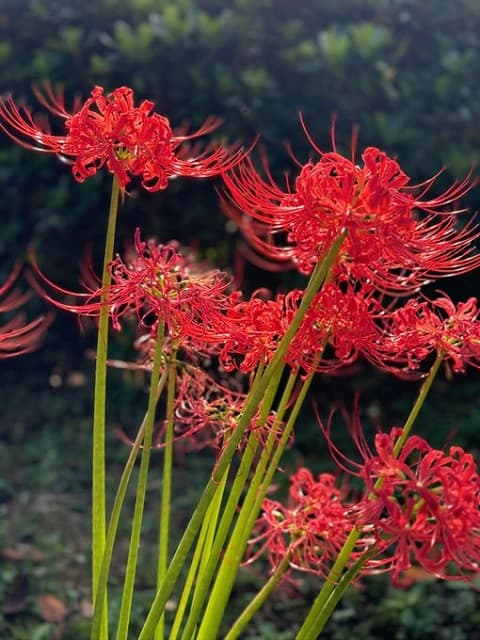 「綺麗でした。」声優 神谷明が秋の風物詩を堪能！