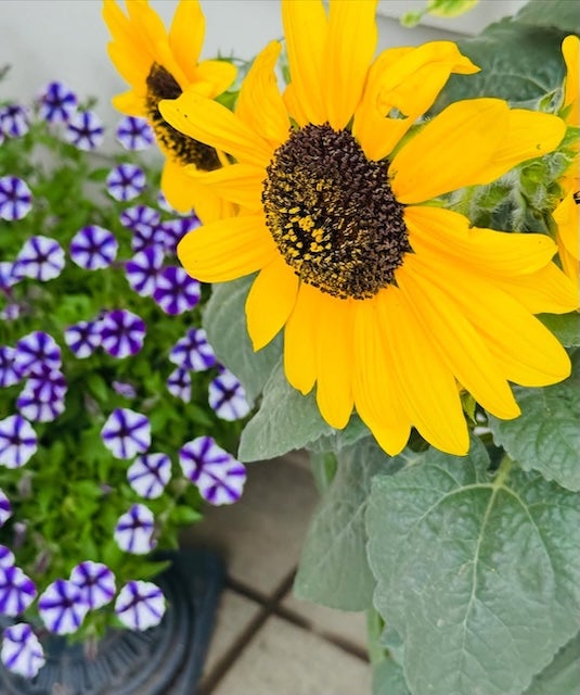 「黄色はげんきになる」教育評論家・尾木直樹が父の日のプレゼントを公開！