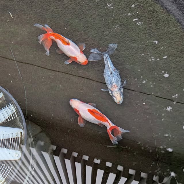 「金魚愛が更に更に増してる」照英、