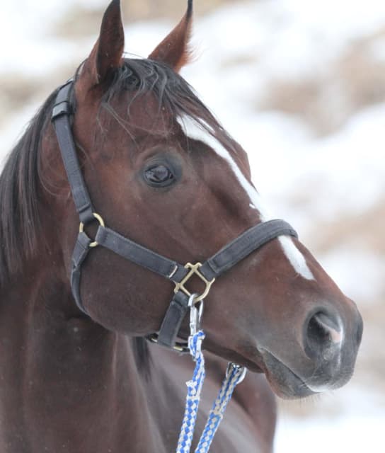 TUBEのヴォーカル前田亘輝、若くして亡くなった愛馬を偲ぶ