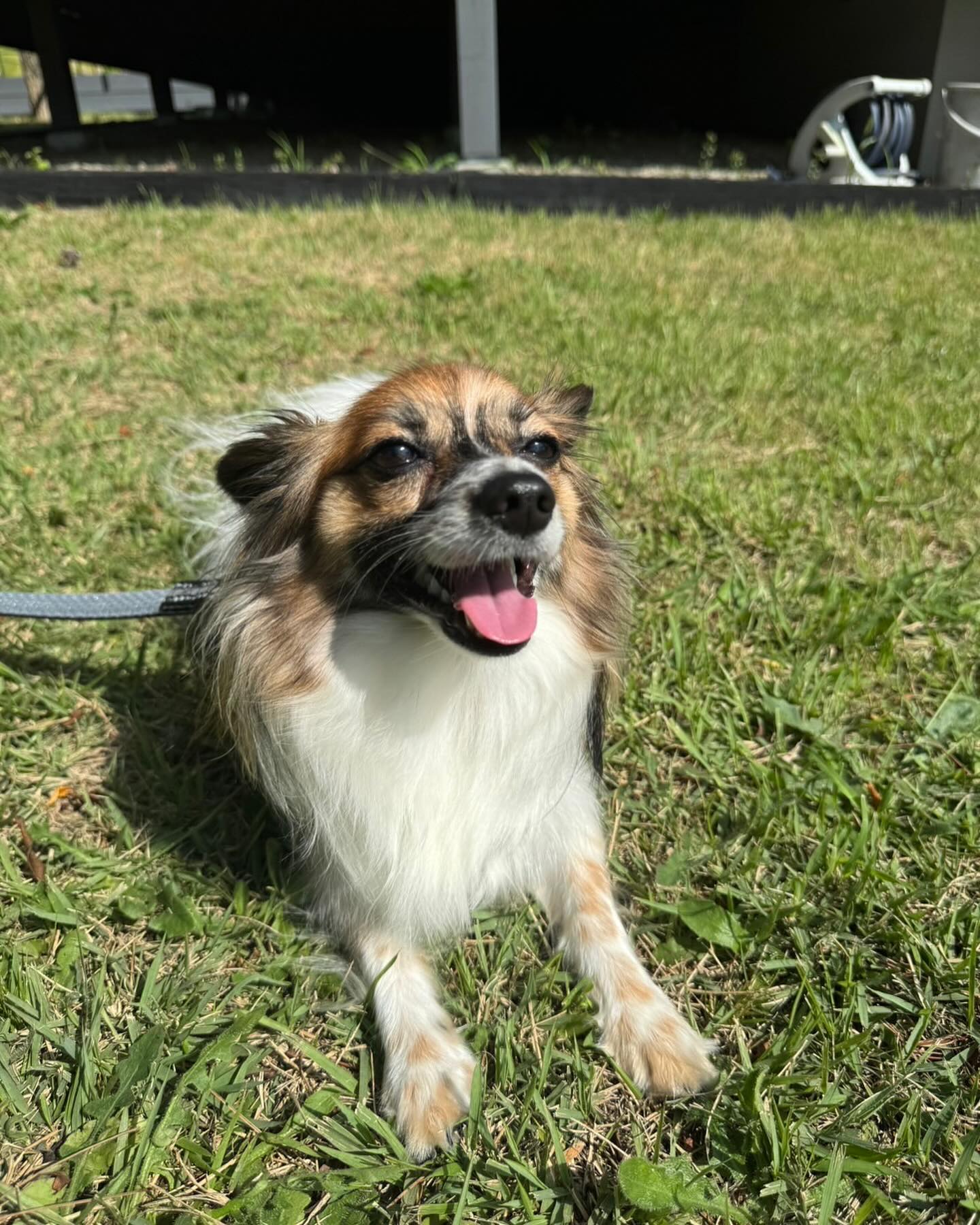 「超絶可愛い！！」宮世琉弥・愛犬との夏にファン反響