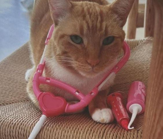 吉川ひなのが大爆笑！アンバー氏の“お医者さんごっこ”がプロすぎる