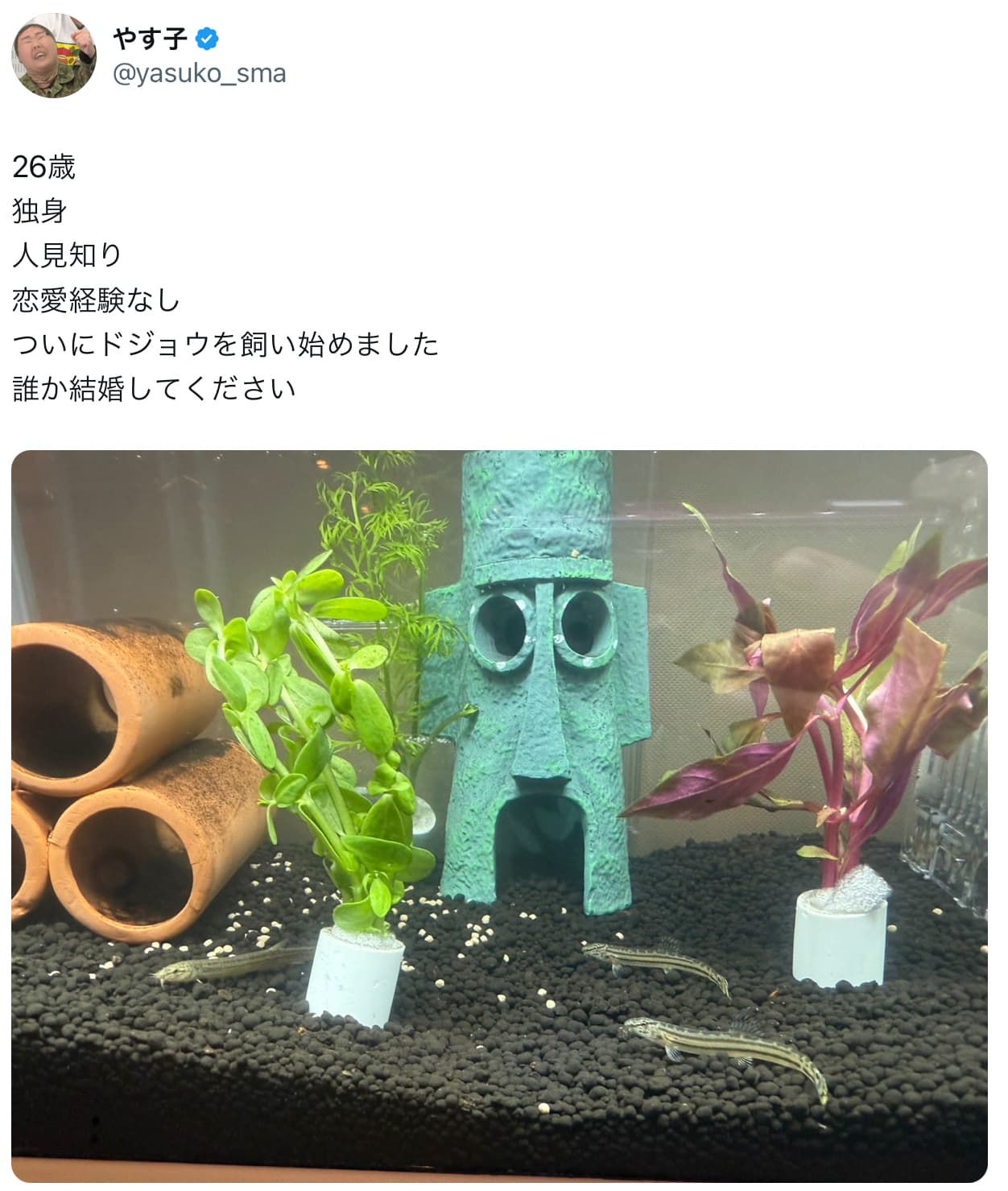 やす子「ついにドジョウを飼い始めました」結婚相手募る