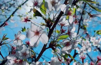 「癒しがすぎる…」小西真奈美が投稿した“桜×森林浴”動画に反響！一緒に森時間を始めたくなる…