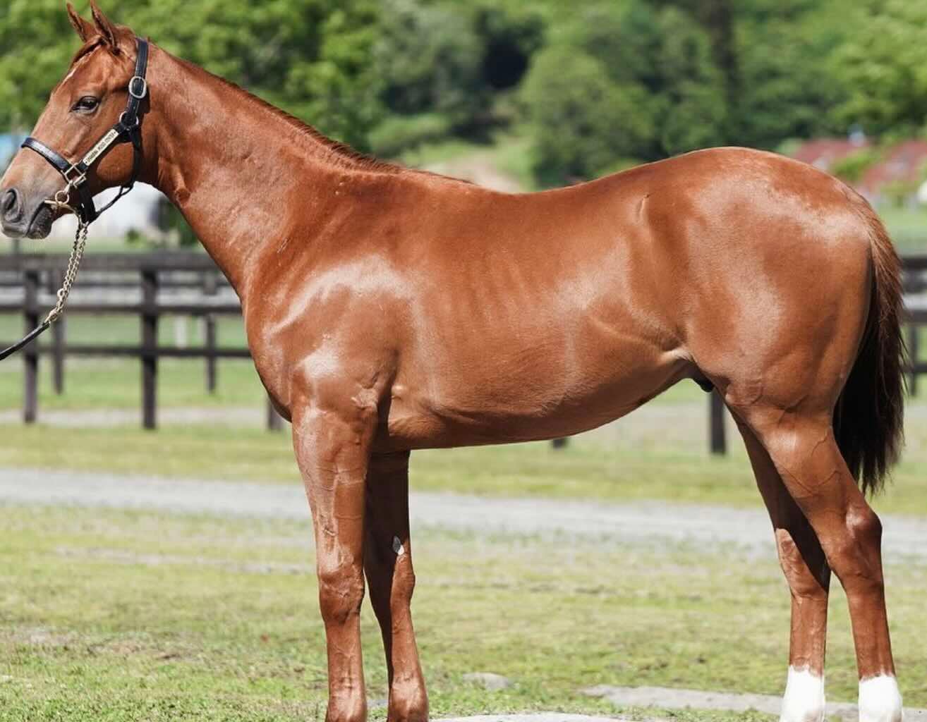 「馬で世界行く気だね」 Fischer’s・ンダホ 遂に2頭目の馬主に！！