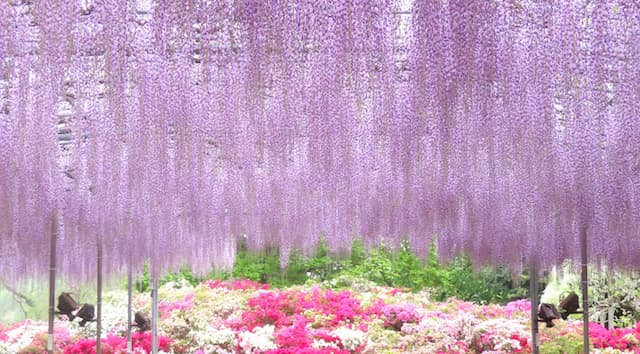 「あしかがフラワーパーク」の八重の大藤が満開！　百花繚乱の園内で春爛漫