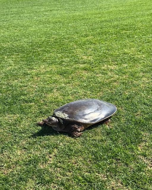 「けっこういるんですよ〜」上原浩治、ゴルフ場の池から現れた