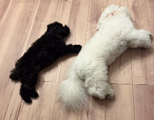 「なんて幸せな構図…！」立岡宗一郎が愛犬との癒しショットを公開「仲良しすぎて尊い」「かわちい」の声殺到