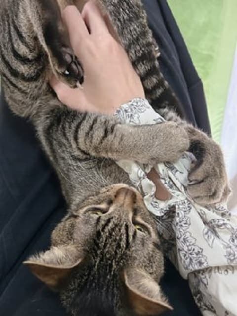 「仕事遅れるﾆｬﾝ」HKT48メンバーが愛猫のがっちりホールドに嬉しい悲鳴!?ネコちゃんの可愛すぎる姿を投稿