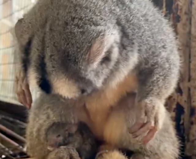 草津熱帯圏のヨザルが見せた“奇跡”　迷いネズミを温かく包み込む姿にほっこり