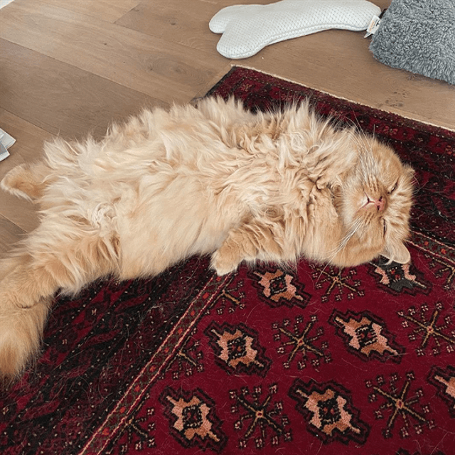 巨大なエビフライ！？石田ゆり子、愛猫のスリープタイムを激写！