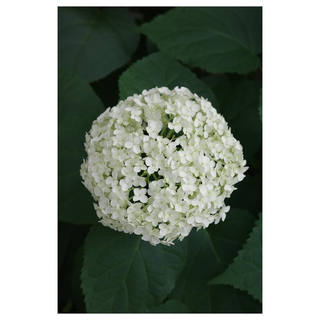 高垣麗子、いつもの道で見つけた紫陽花に癒されるひとときを報告