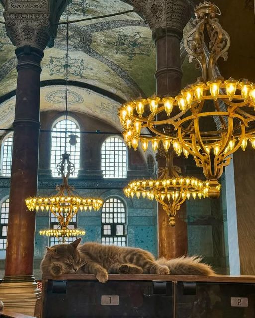 「イスタンブールは猫の街」鈴木亮平、