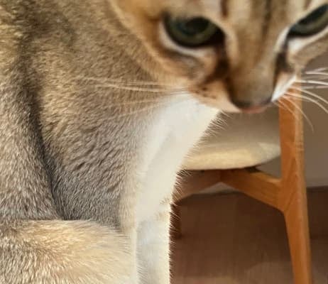 「ずっと〇〇ふんどる…」女性声優が愛猫の激カワすぎる姿を投稿！モフモフ足元に猫好き歓喜