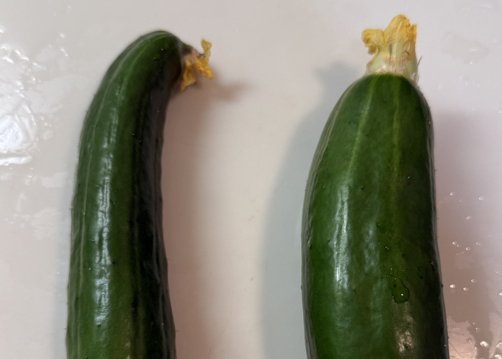 やす子が家庭菜園で育てたきゅうりを収穫　立派なサイズに大喜び