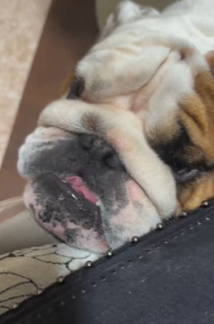 タレント 北斗晶 愛犬との日常に感謝！「何よりも有難い。」