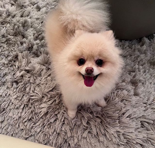 「最近 ずっとこっち見てくる…」KAT-TUN ・上田竜也の愛犬にファン悶絶🐶❤️