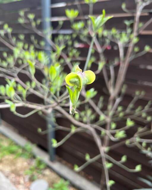 星野真里「育っていくのは娘ではなく私」。春、新たな一歩を刻む朝