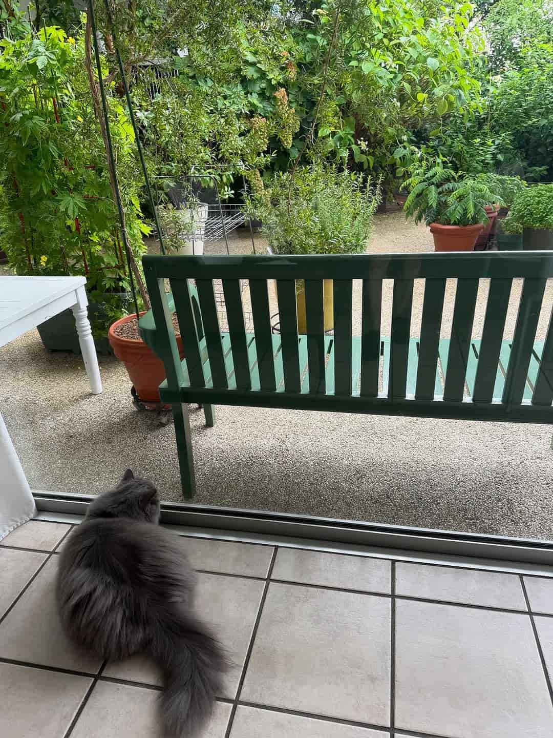 栗原はるみ「もやしちゃんの視線の先に〇〇」微笑ましい光景が話題