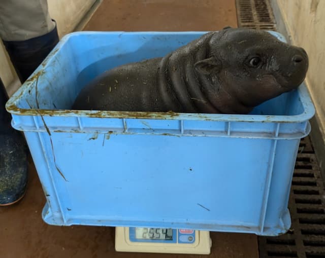 上野動物園 のコビトカバ・コブシ、すくすく成長中！体重測定で飼育員さんもタジタジ！？