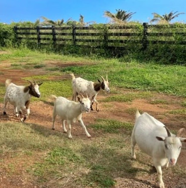 「上手くなりたい！！！」アンミカが自然豊かな場所でゴルフを楽しむ！