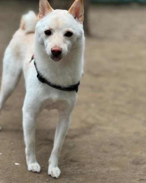 かまいたち山内の愛犬むぎちゃんの気まぐれエピソードに「そんな日もあるよ」の声