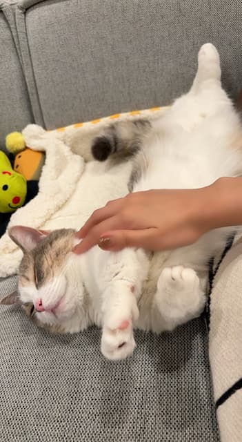 高橋みなみ、愛猫の寝相を公開！「寝方可愛すぎ問題」