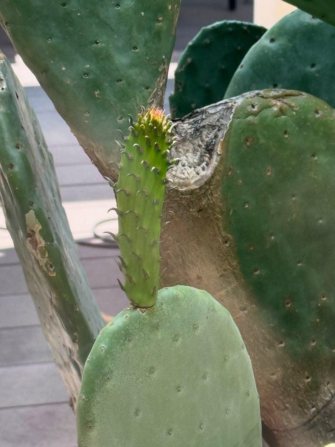 「花かと思ったら芽やん(笑)」人気女優〇〇、サボテンの小さな成長にキュンとする日常に共感の嵐