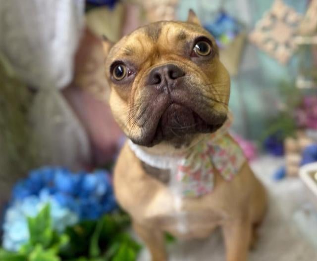 女子バレー・古賀紗理那、愛犬「ハリソン姫」１歳のお祝い