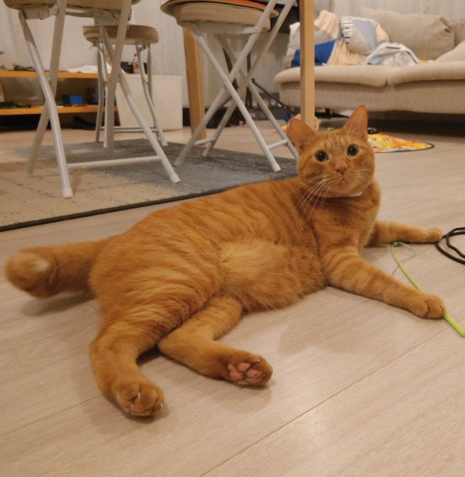 「どのお兄ちゃんだろうか…」松丸 亮吾が愛猫の最新ショットを公開！