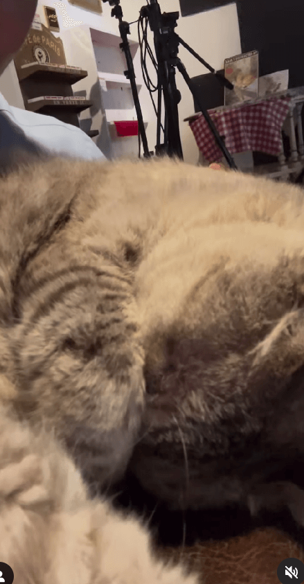 黒谷友香、『黒谷、お庭つくります』のロケで可愛い猫ちゃんと癒しのひととき