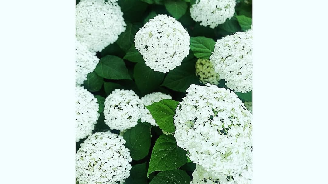 望月理恵、まだ6月なのに猛暑日…紫陽花とともに、心配な毎日