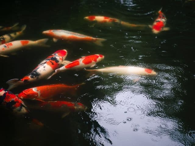 「裕翔くんのセンスすごいなぁー！」Hey! Say! JUMP・中島裕翔の鯉写真が大好評！