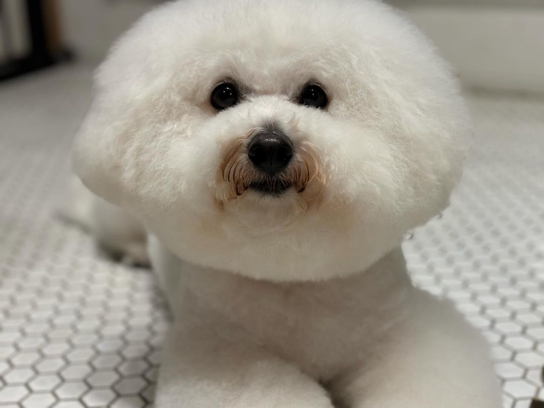 槙野智章 トリミング後の愛犬を公開！「サッパリしました」