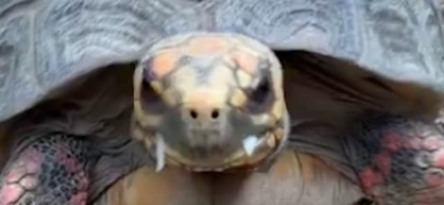 「ココちゃんの“キバ”？」 日和佐うみがめ博物館がユーモラスな動画を公開