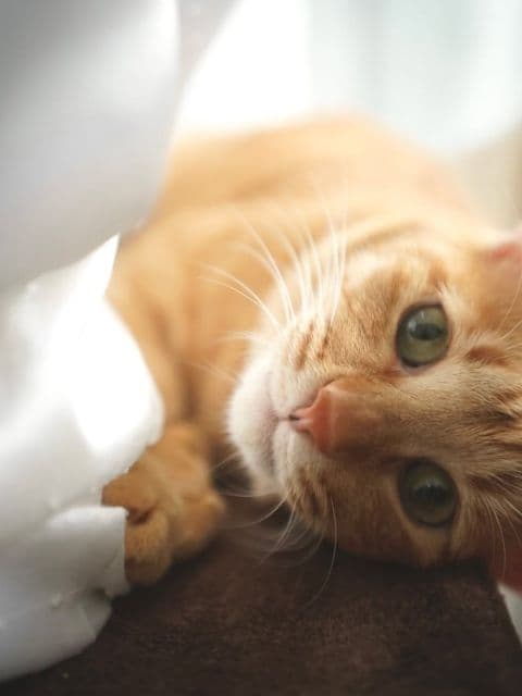 なんだか話を聞いてくれそうな猫！元日向坂46・佐々木美玲の飼い猫が可愛すぎる！