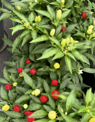 アンガールズ田中、観賞用トウガラシが色鮮やかに！