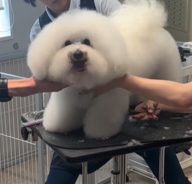 トリミング中にご主人発見！槙野智章の愛犬 大興奮で尻尾を振る姿が「たまらない可愛さ」と話題に！