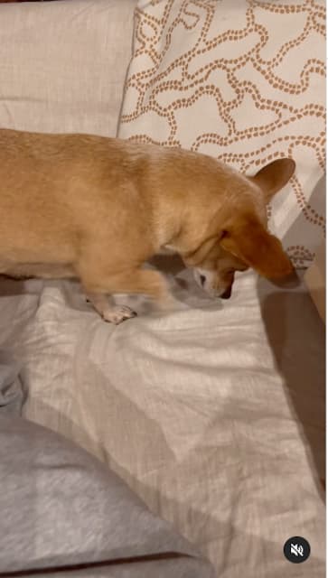 結城アンナが自身の愛犬の思わぬ特技を公開