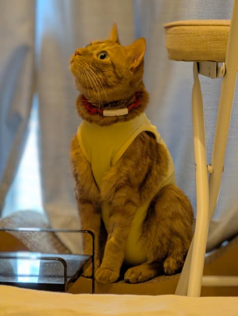 「必ずエアコンの方見るのかわいい」松丸亮吾がエアコンを見上げる愛猫の様子をシェア