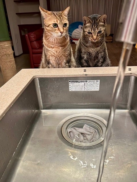 「〇〇はかたまり、◇◇はたたかう」写真家・岩合光昭が